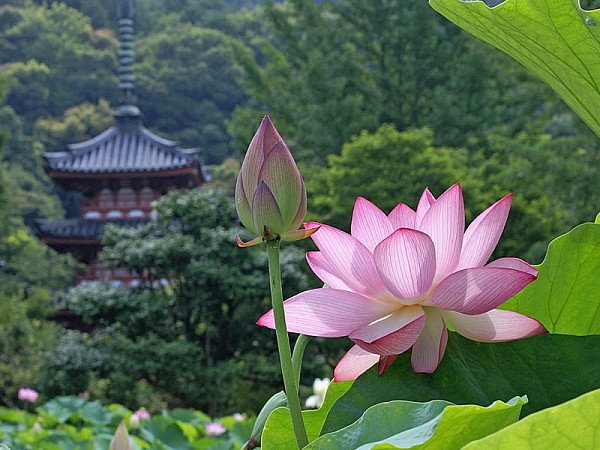 lotus_mudrosty
