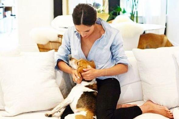 meghandogs2811e