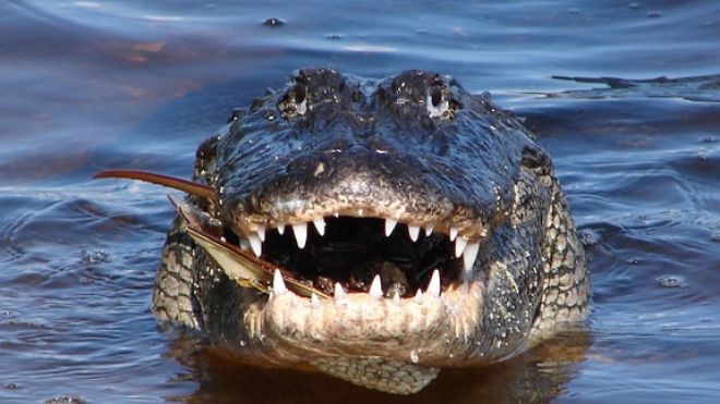 alligator-smiles