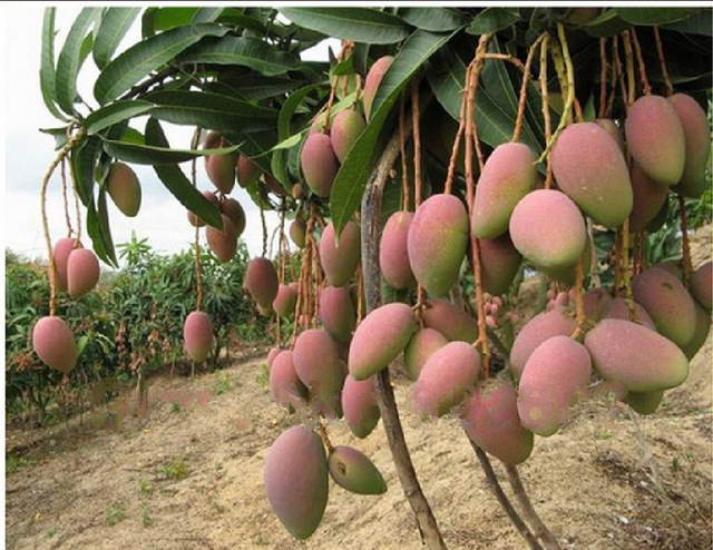 Free-shipping-2-Pcs-Baise-Golden-Mango-Tree-Seeds-Mango-Manga-Seeds-Sweet-And-Delicious.jpg_640x640